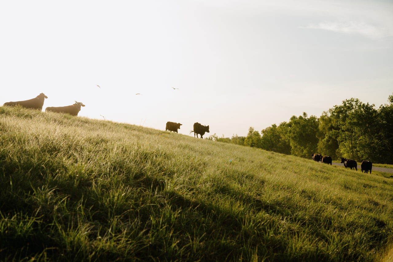 Cattle roam the levees surrounding the Atchafalaya Basin.