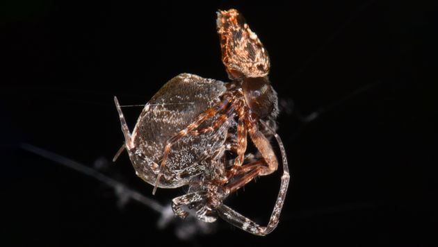 Après l'accouplement, l'araignée tisserande Philoponella prominens mâle (brun rougeâtre) se catapulte...
