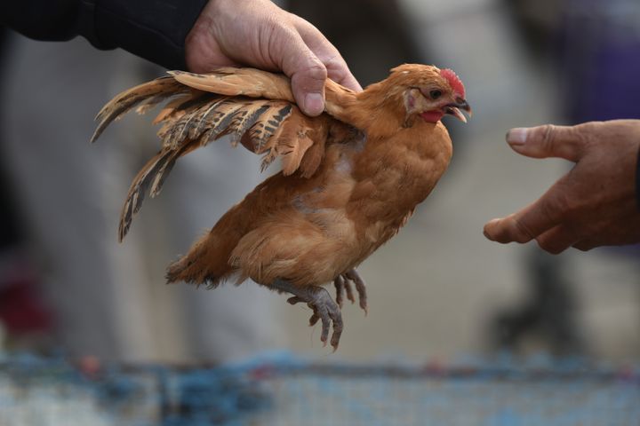 China detecta el primer caso de gripe aviar H3N8 en humanos | El HuffPost Noticias