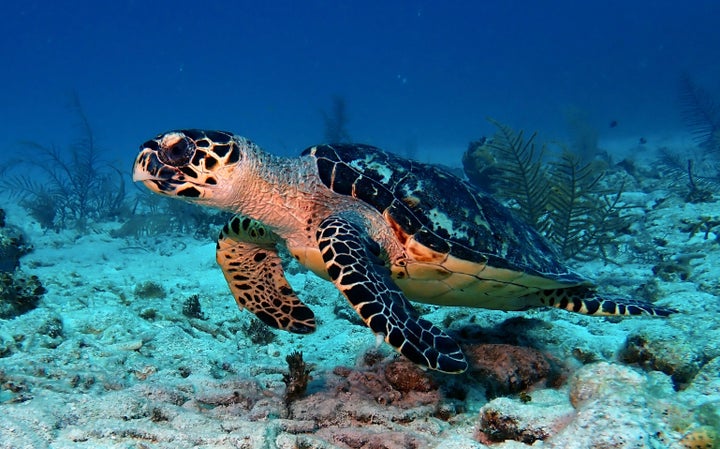 Hawksbill sea turtle