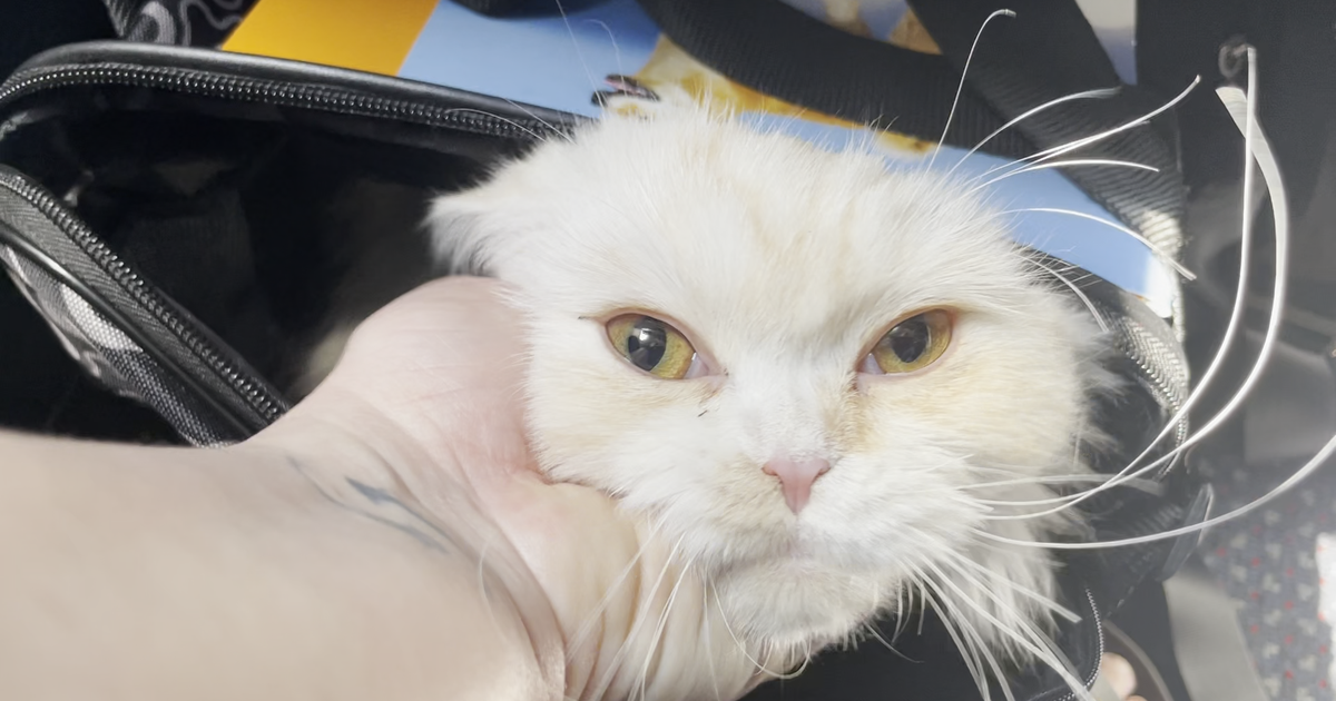 Cat Separated From Owner By Ukraine Invasion Reunites With Family In U ...