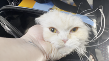  Cat Separated From Owner By Ukraine Invasion Reunites With Family In U.S.