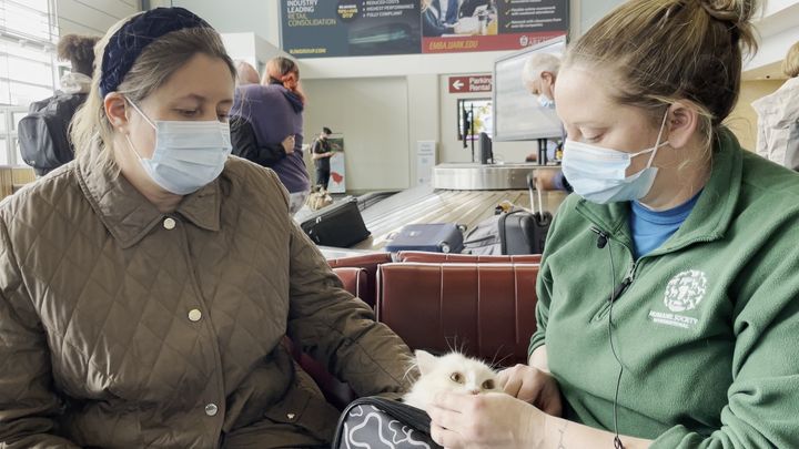 Humane Society International helped a Ukrainian in the U.S. reunite with her cat, Persik, who was rescued from Odesa, Ukraine.