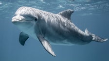Is Russia Using Dolphins To Guard Key Naval Base? Photos Suggest So, Analyst Says. Is Russia Using Dolphins To Guard Key Naval Base? Photos Suggest So, Analyst Says.