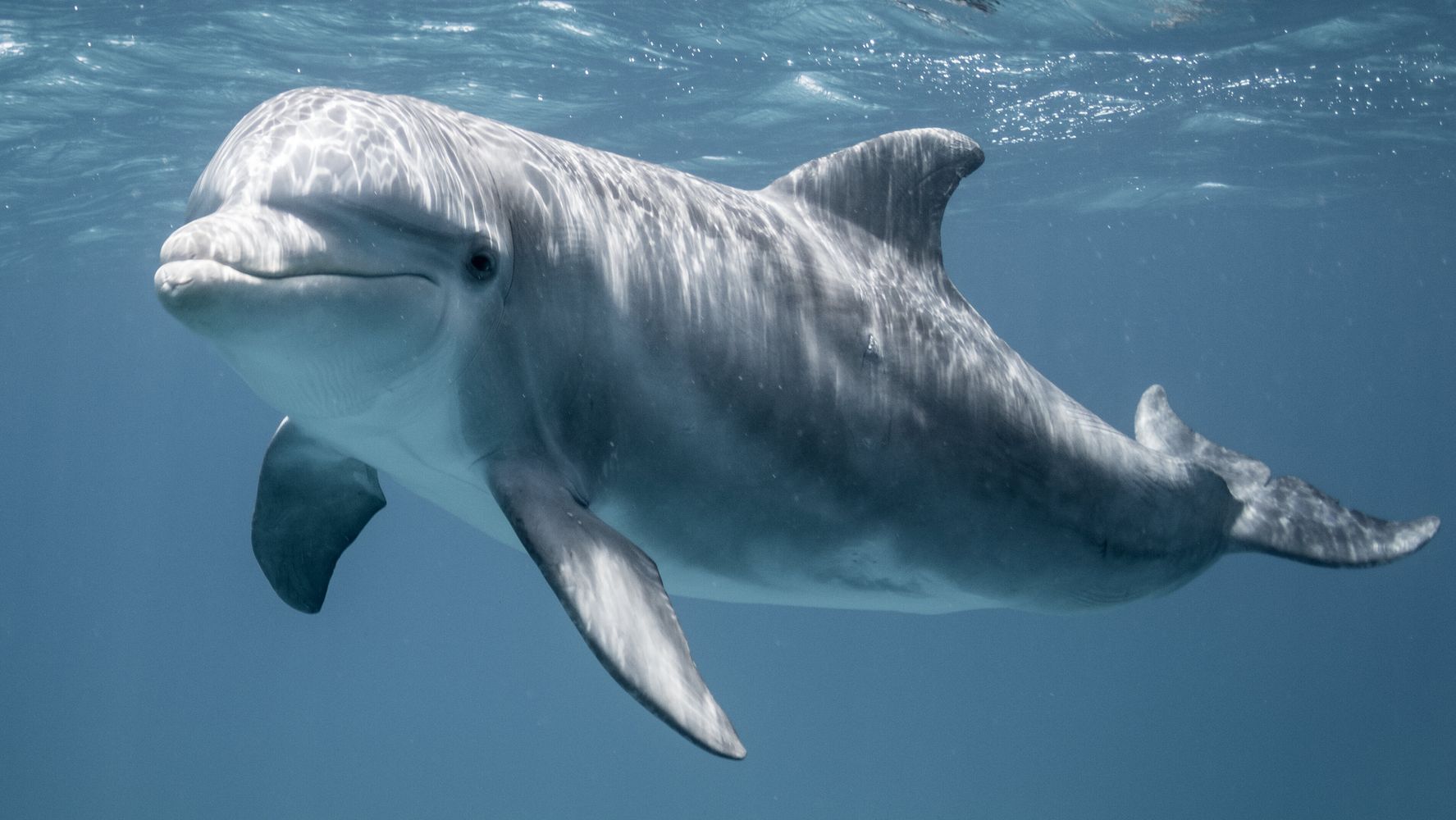 La Russie utilise-t-elle des dauphins pour protéger une base navale clé ?  Les photos le suggèrent, selon un analyste.
