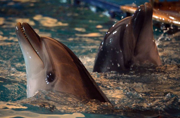 Delfines en el delfinario ruso de Bishkek, en una imagen de archivo. 
