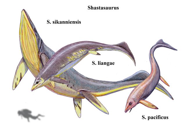 Illustration de plusieurs espèces d'ichthyosaures géants, vivant au