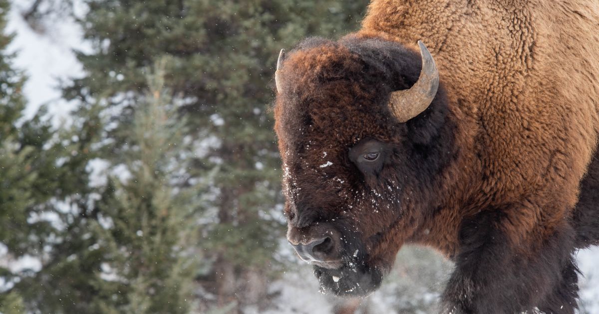 Yellowstone Tourist Sneaks Up On Bison. Bison Does What A Bison Does.