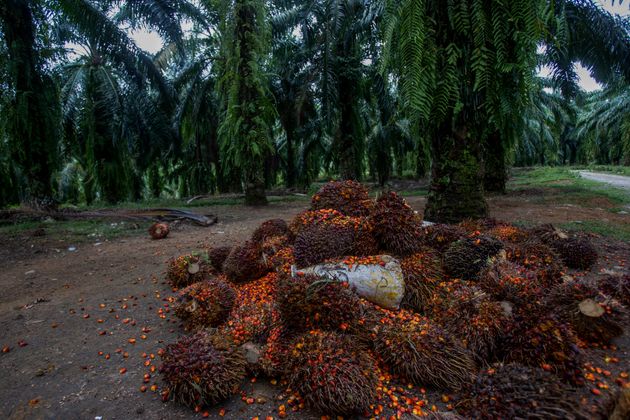 Produite massivement pour de nombreux produits alimentaires transformés, l’huile de palme est aussi présente dans des produits non-alimentaires comme les cosmétiques.