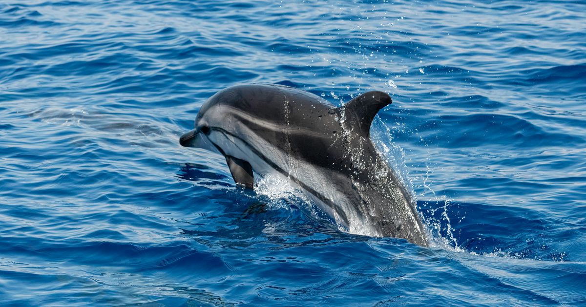 Photo of Guerra en Ucrania: Rusia usa delfines para proteger su base naval en Sebastopol
