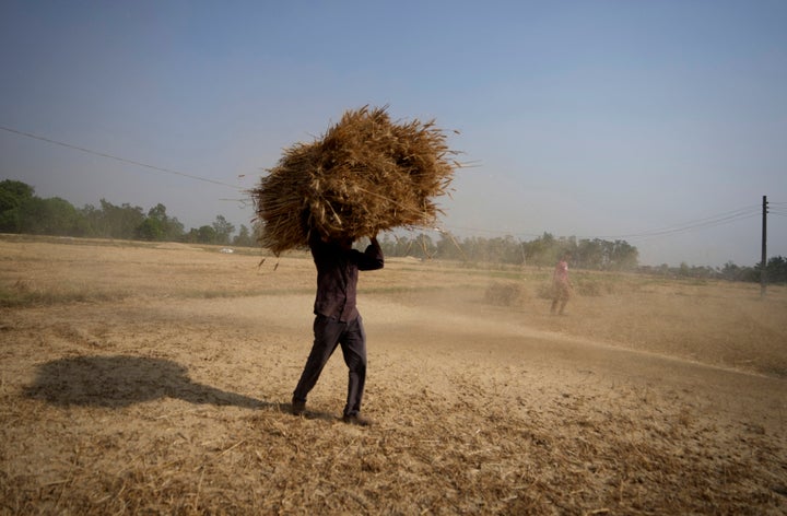 On Thursday, April 28, 2022, an Indian farmer was harvesting wheat from a farm outside Jammu, India.