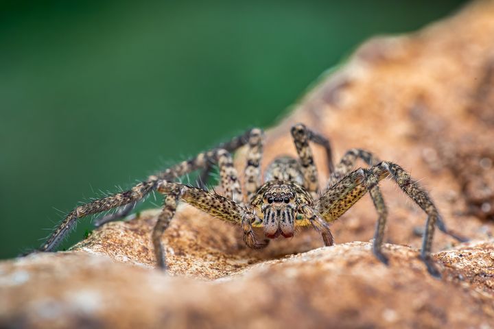 Macro of a Huntsman spider, perched to strike