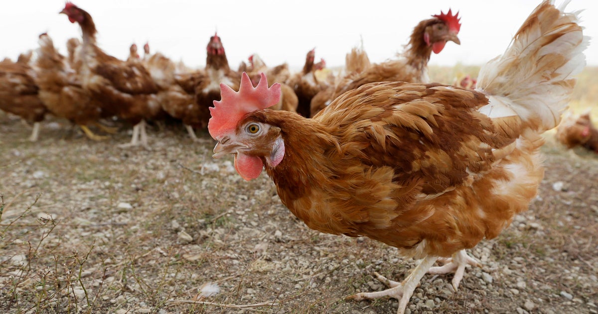 Prisoner Tests Positive For Bird Flu, First Recorded Case In U.S.