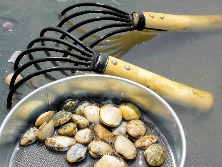 美味しい あさり の見分け方とは Gwは潮干狩りにおすすめのシーズン 解説 ハフポスト News 美味しい あさり の見分け方とは Gwは潮干狩りにおすすめのシーズン 解説 ハフポスト News