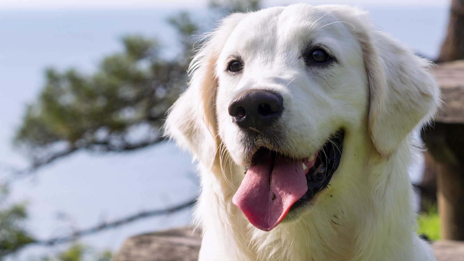 Canines&#039 Breeds Don&#039t Dictate Their Personalities, Review Finds