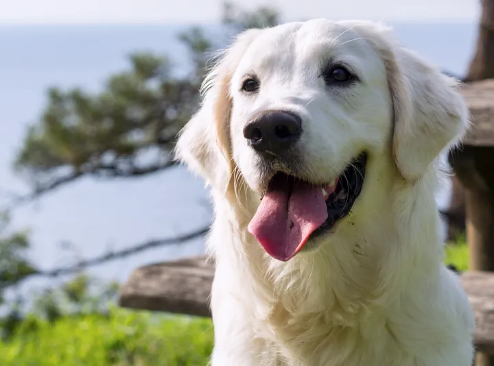 Dogs' Breeds Don't Dictate Their Personalities, Study Finds