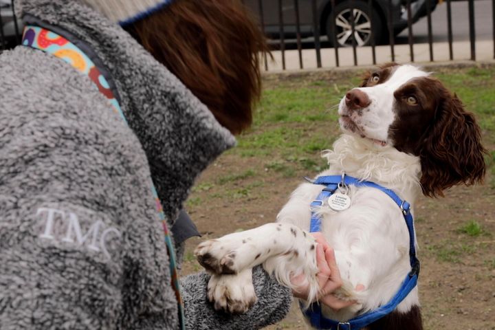 Elizabeth Kelly is playing with English Springer Spaniel Louise. "Friendly," However "It is also a kind of queen bee."