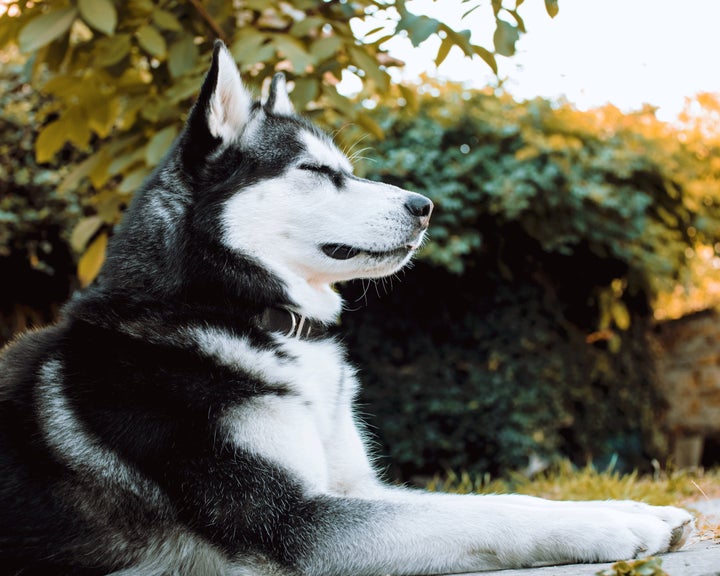 Some dog breeds do show tendencies towards certain behaviors, like huskies and howling.