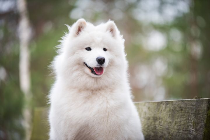 A Samoyed enjoying a bench in the winter.
