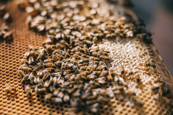 Honeybees on a beehive frame.