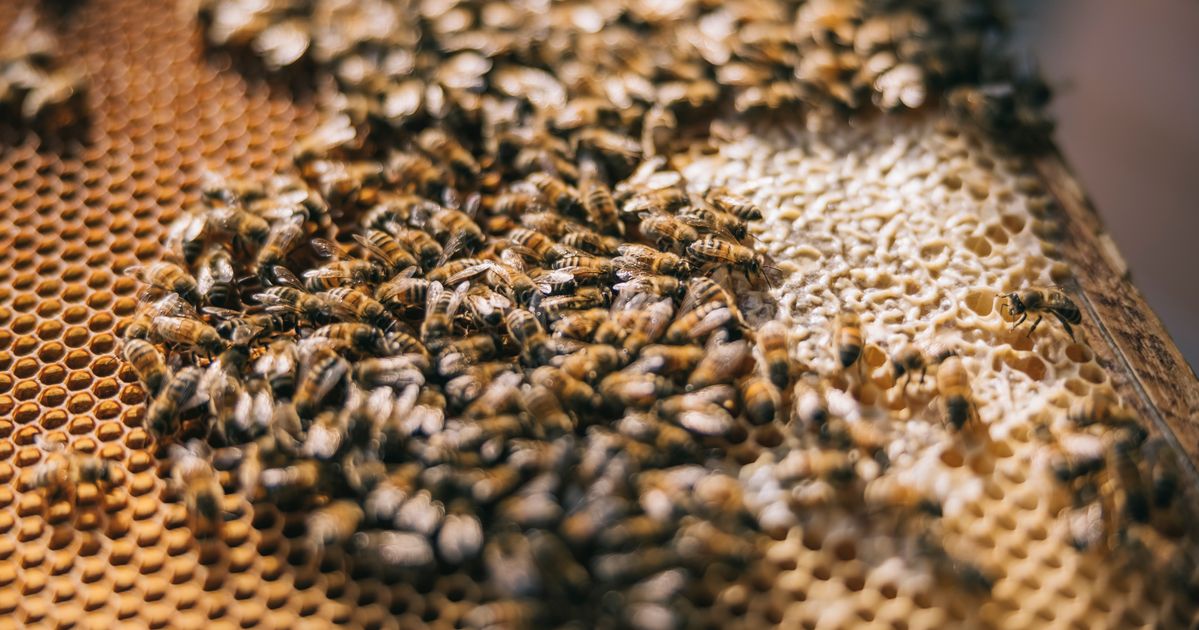 Commercial Hives Might Be Saving Crops, But They're Killing Wild Bees, Smart News