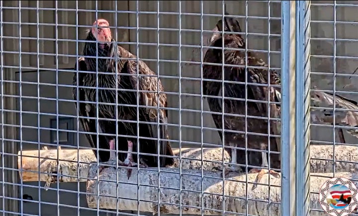 This image from a live web cam provided by Yurok Tribal Government shows two California Condors waiting for release in a designated staging enclosure, which is attached to the flight pen on Tuesday, May 3, 2022.