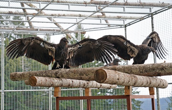 This undated photo provided by Yurok Tribal Government shows two California condors waiting for release in a designated staging enclosure, which is attached to the flight pen. 