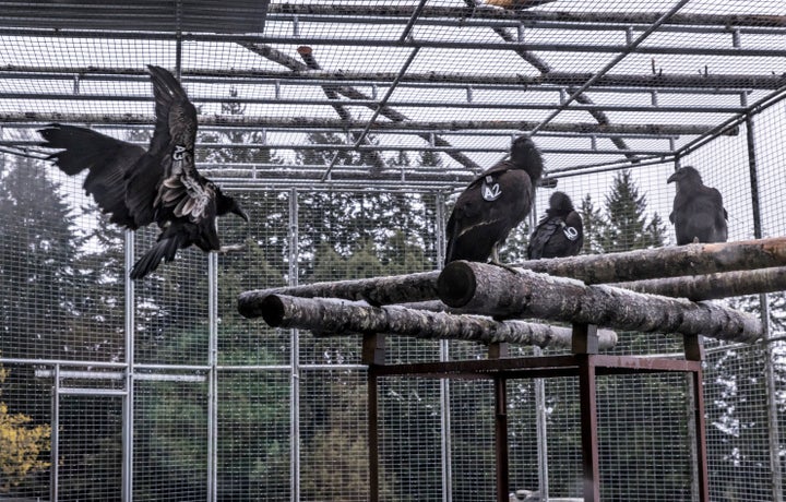 A juvenile California condor flies from a shelf to a branch in the condor reintroduction pen of the Redwood National Park near Orick, California, on Tuesday, April 12, 2022.