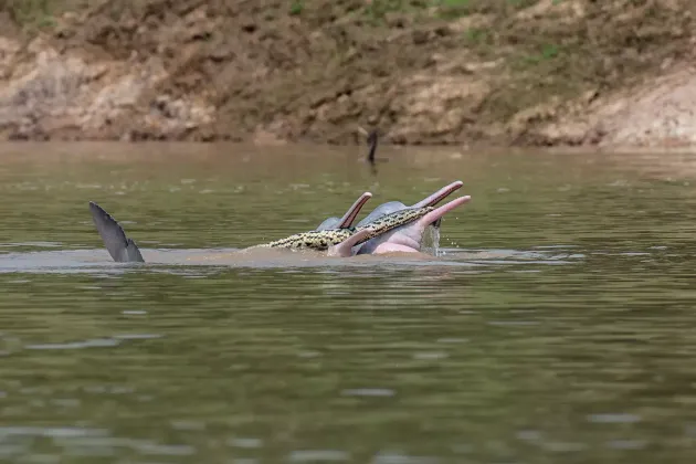 Des dauphins roses de l'Amazone ont été photographiés en train de 