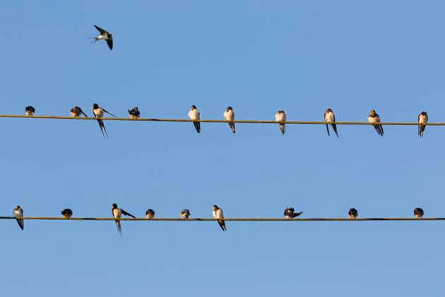 Des hirondelles rustiques se rassemblant assises sur des lignes électriques avant de migrer. 