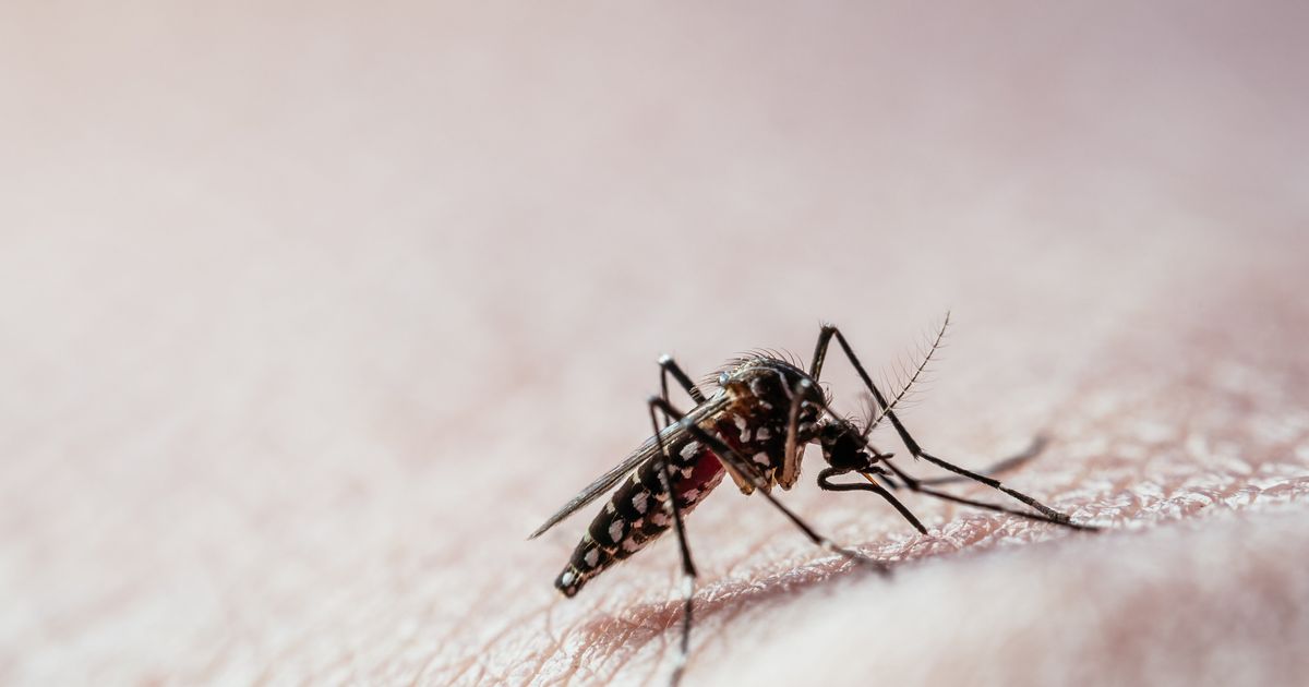 Jak komary wykrywają ugryzienia ludzi?