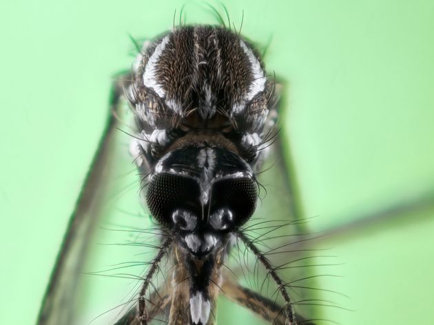 Photo of the skull of an Aedes aegypti mosquito, which measures no more than 0.5 millimeters...