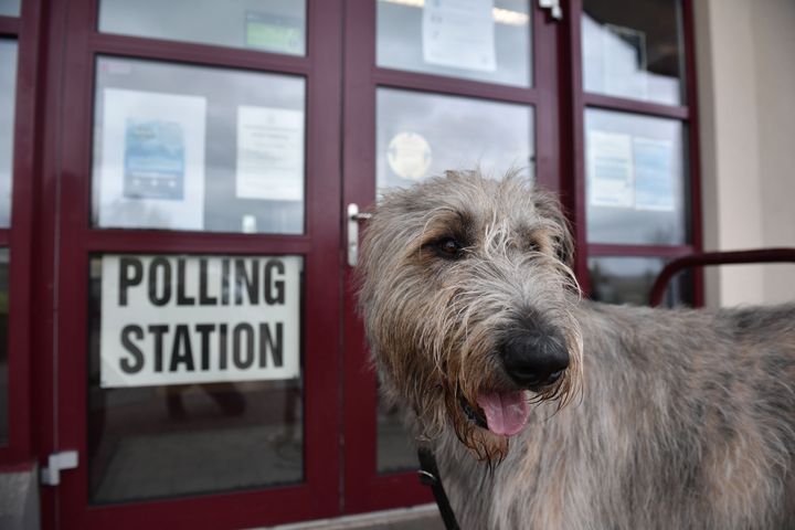 An Irish wolfhound outside a polling station