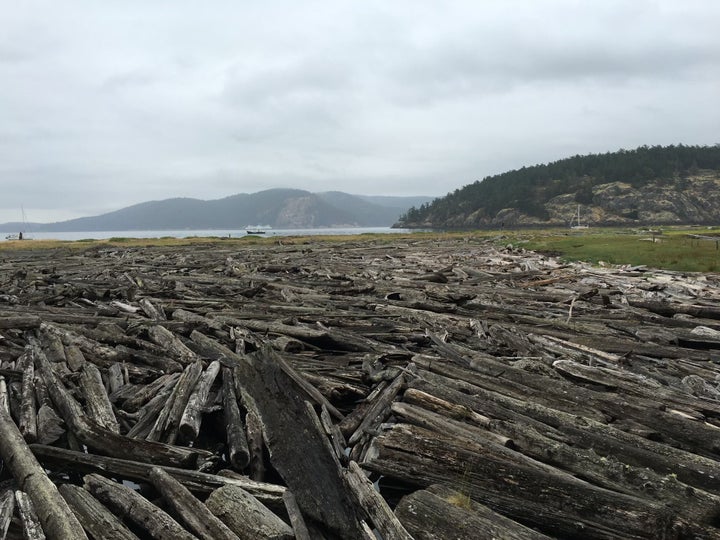 Driftwood logs on a beach at Spencer Spit State Park.