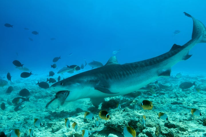 人喰いザメ が海中カメラを丸呑み 撮影された映像にsns驚愕 まるで別次元 ハフポスト World 人喰いザメ が海中カメラを丸呑み 撮影された映像にsns驚愕 まるで別次元 ハフポスト World