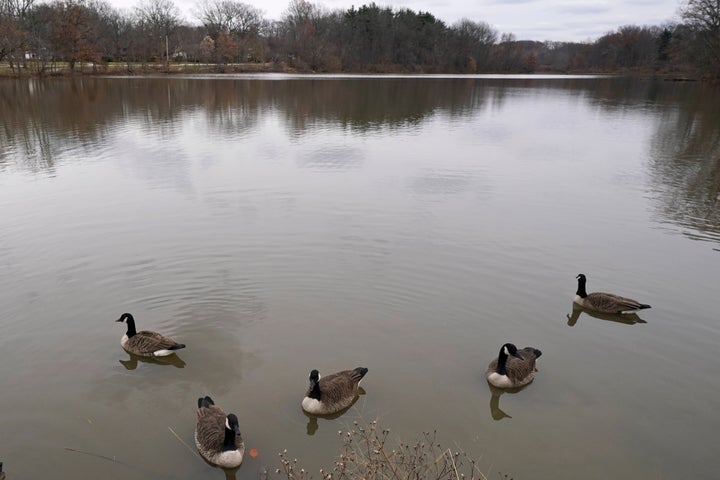 Canadian geese sit in Lower Shaker Lake, Tuesday, Dec. 7, 2021, in Cleveland Heights, Ohio. 