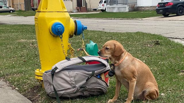 Dog Found Tied To Hydrant With Bag Of 'Favorite Things' Is Now 'Doing Great'.jpg