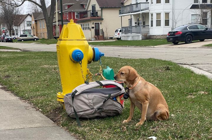 A canine  named Baby Girl was photographed adjacent  to a occurrence  hydrant successful  Green Bay, Wisconsin, with a backpack afloat  of her "favorite things."