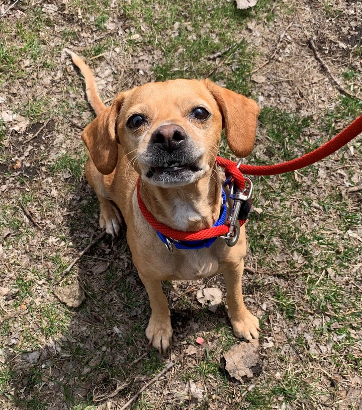 Dog I found at the mall (Luis Vuitton harness) : r/aww