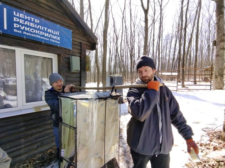 In this March 2022 photo provided by Alona Shulenko, fellow zoologist Anton Vlaschenko, foreground, and a volunteer transport bats at the Ukrainian Bat Rehabilitation Center in Kharkiv, Ukraine. 