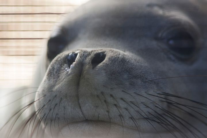 An endangered Hawaiian monk seal is being driven back to the northwest Hawaiian Islands after being resettled at a marine mammal center in Kailua-Kona, Hawaii.