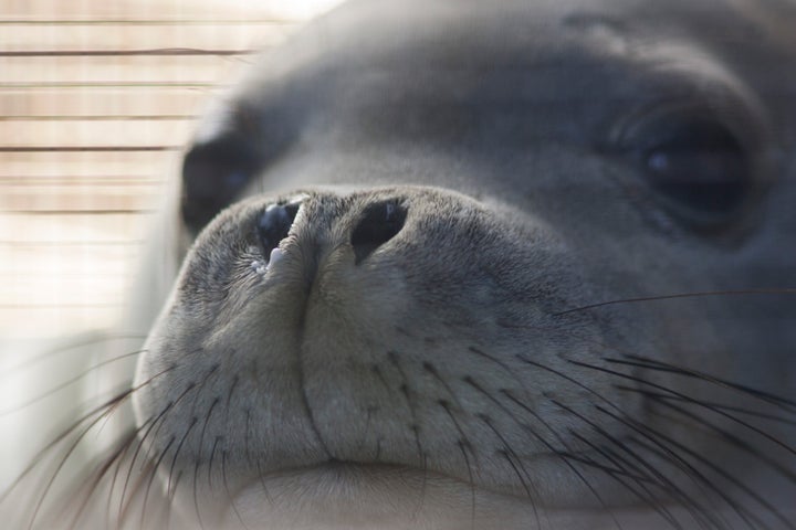 An endangered Hawaiian monk seal being transported back to the Northwestern Hawaiian Islands after being rehabilitated at a marine mammal center in Kailua-Kona, Hawaii.