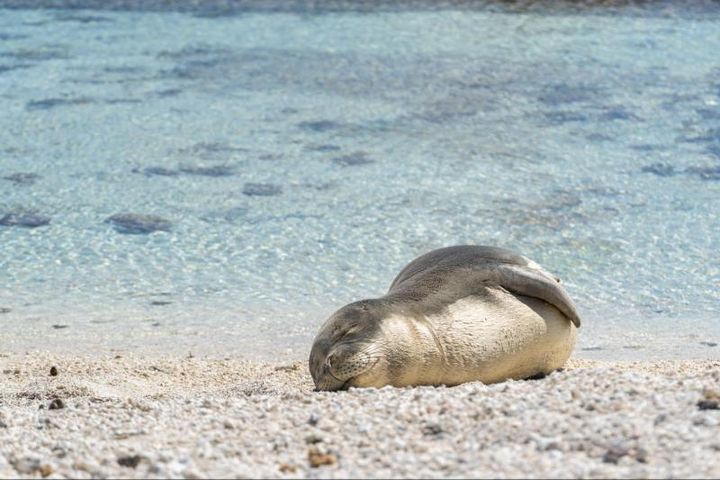 A Young Hawaiian Monk Seal Resting On The Beach.