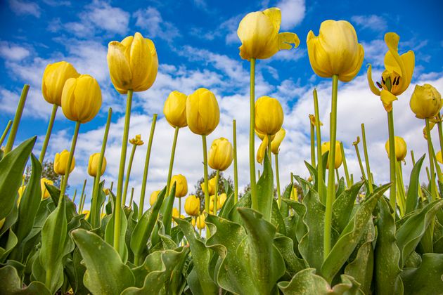 オランダで咲く黄色いチューリップのイメージ写真（2022年4月27日撮影）