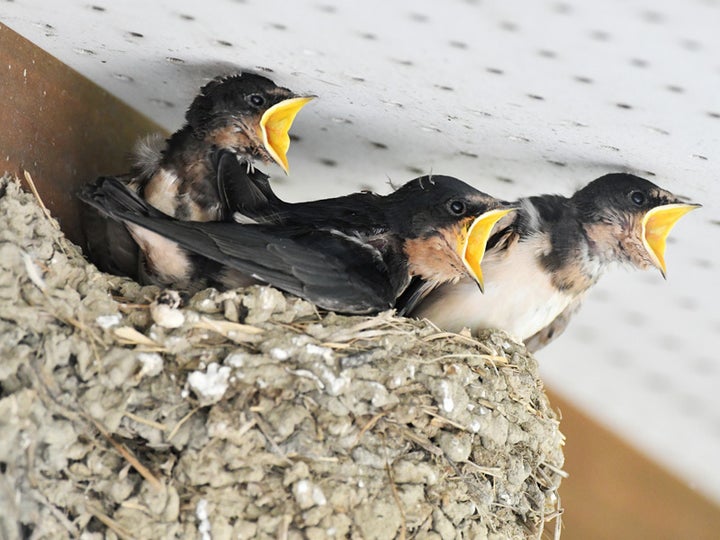 ツバメ この春見ましたか 家に巣を作ると 縁起がいい と言われる理由 ハフポスト News ツバメ この春見ましたか 家に巣を作ると 縁起がいい と言われる理由 ハフポスト News