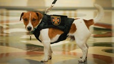  Hero Dog Patron Honored For Mine-Sniffing Efforts In Ukraine