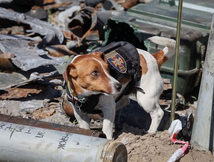 爆発物探知犬のパトロン（2022年5月5日・ウクライナ）
