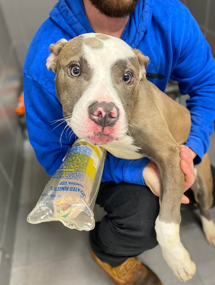 Jackson with his healing leg in a photo from Jackson County Animal Shelter.