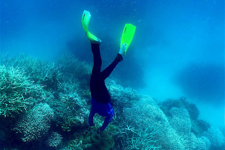 This picture taken on March 7, 2022, shows a diver swimming among the coral on the Great Barrier Reef, off the coast of the Australian state of Queensland.