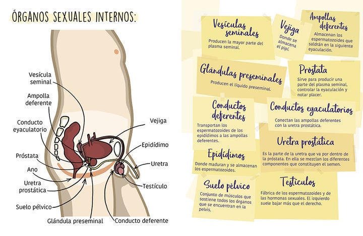 Una de las ilustraciones de 'El semen mola'.